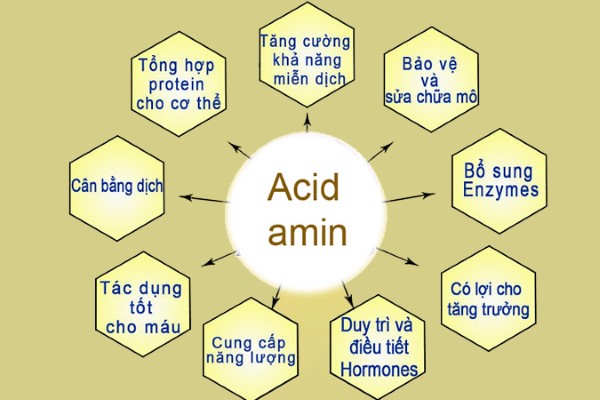 Các loại axit amin thiết yếu và vai trò trong cấu trúc protein