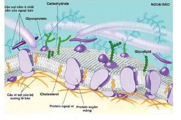 Phân loại protein dựa trên cấu trúc và chức năng sinh học